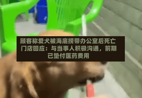 顾客称爱犬被海底捞带办公室后死亡 门店回应：与当事人积极沟通，前期已垫付医药费用-第3张图片