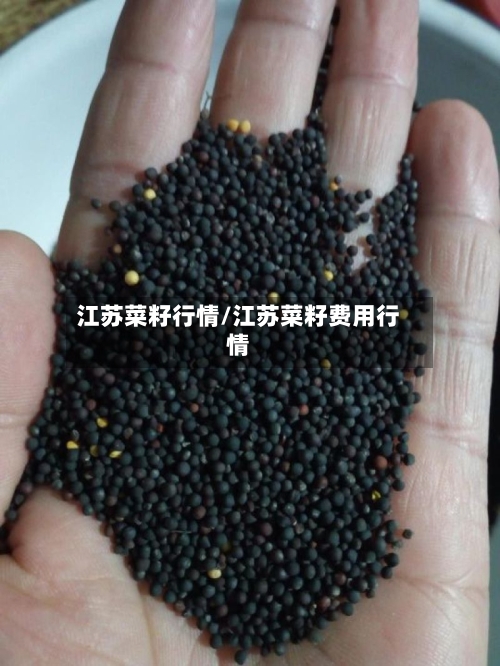 江苏菜籽行情/江苏菜籽费用行情